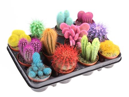 Cactus Rainbow Mix