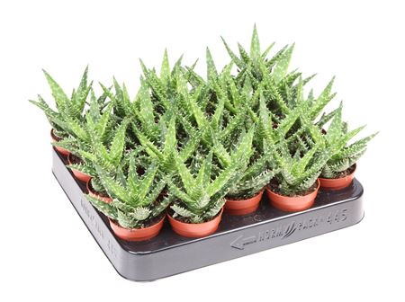 Aloe Squarosa