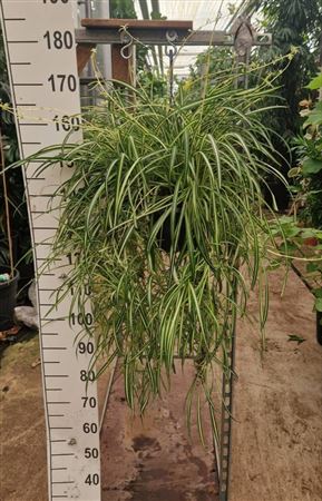 Chlorophytum Comosum Vittatum Hang