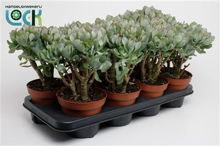 Crassula Cristaat Arborescens Undilatifolia