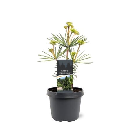 Sciadopitys Verticillata Sternschnuppe