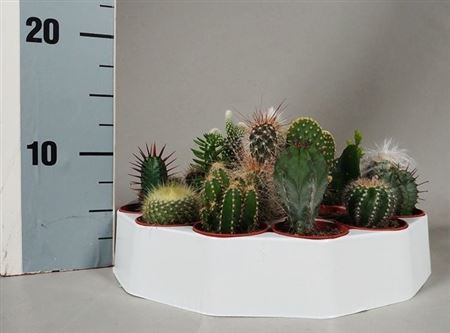 Cactus Mix In Round Tray