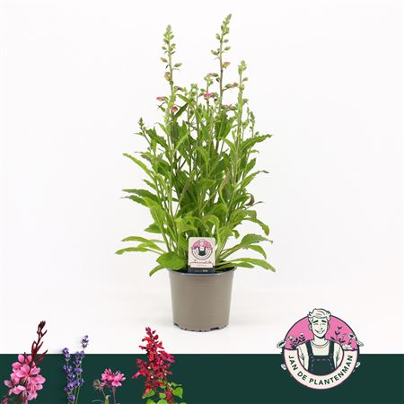 Digitalis Purpurea Hanabee Rose