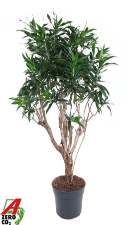 Dracaena Reflexa Branched