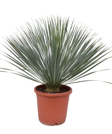 Yucca Rostrata