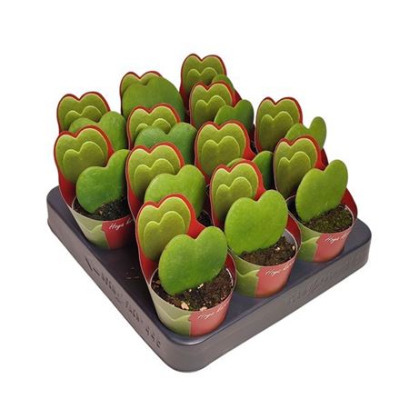 Hoya Kerrii