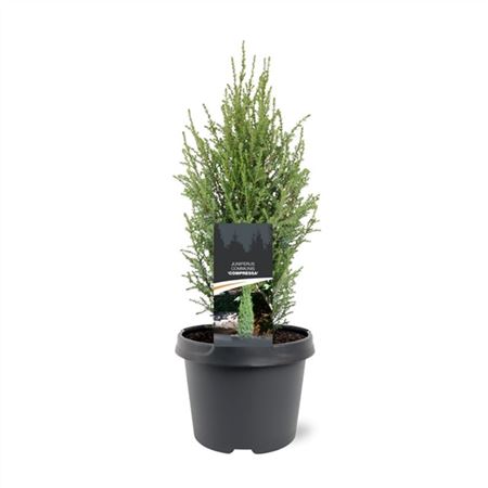 Juniperus Comm Compressa