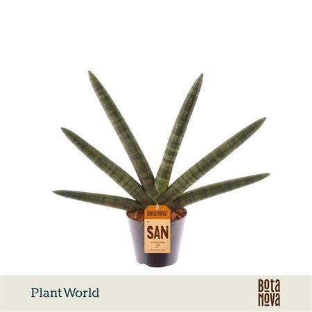 Sansevieria Skyline