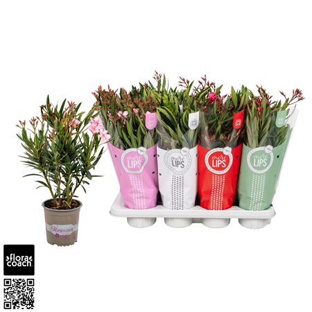 Nerium Oleander Single Mix 4+ (morelips)