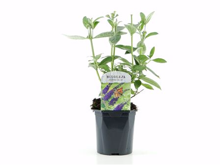 Buddleja Dav Empire Blue