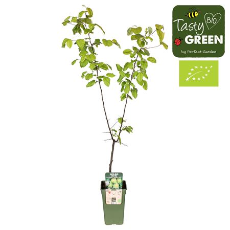 Pyrus Comm Doyenne Du Comice Bio