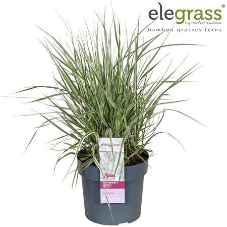 Calamagrostis Overdam