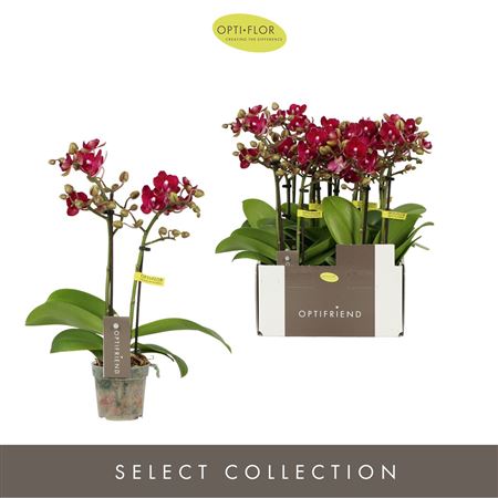 Phal 2st Lola 10+ (opti)