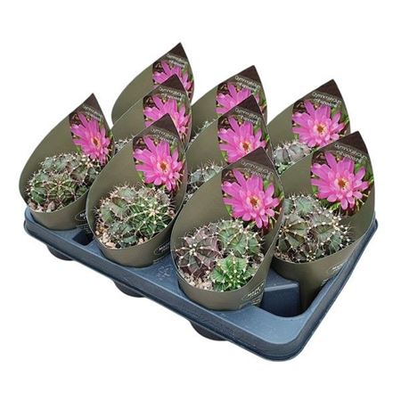 Gymnocalycium Mihanovichii With Potco