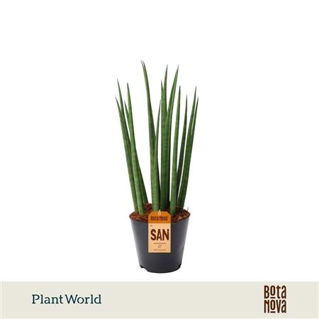 Sansevieria Cylindrica 'bacularis' / Mikado