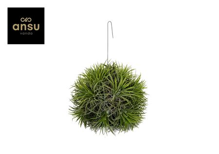 Tillandsia Magic Ball (xxl Jumbo)
