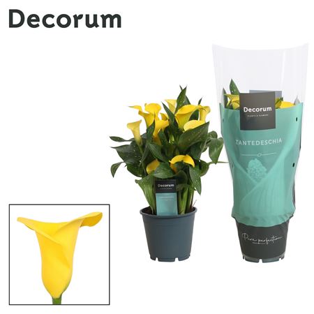 Zantedeschia Yellow (decorum)