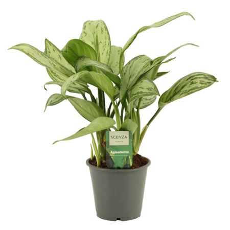 Aglaonema Christina