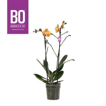 Phal 2st Las Vegas (opti)