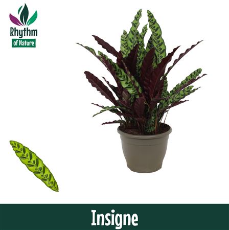 Calathea Insigne Decorum