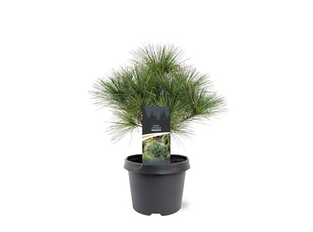 Pinus Strobus Radiata