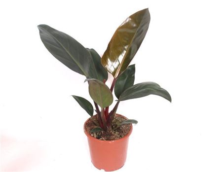 Philodendron Congo Red