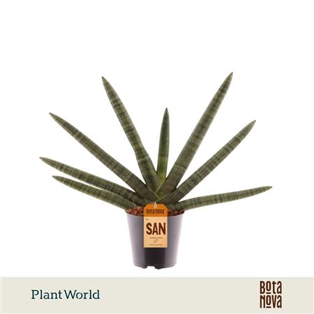 Sansevieria Cylindrica Skyline