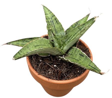 Sansevieria Snowflake