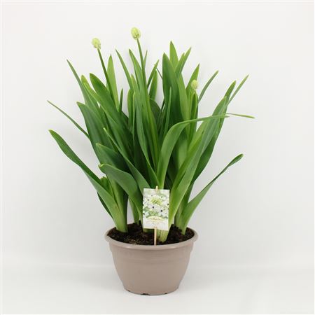 Ornithogalum Saundersiae