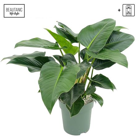 Philodendron Green Beauty