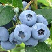 Голубика высокорослая Нуи | Оптовая цветочная компания «Флора Групп» Голубика высокорослая Нуи