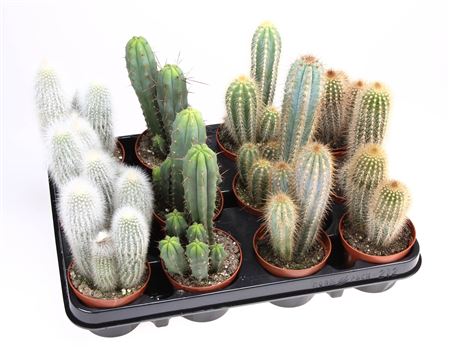 Cactus Zuil Mix