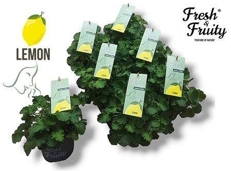 Pelargonium Frag Lemon Fresh (fresh&fruity)