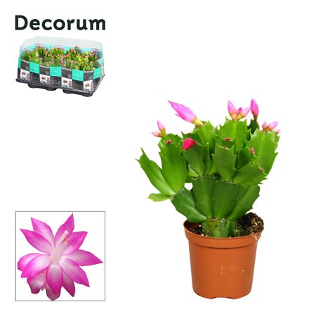 Schlumbergera Pink Cyber (decorum)