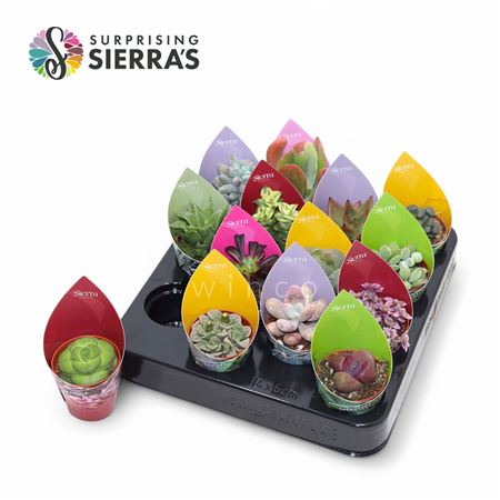 Succulent Mix (14spc.) (sierra)