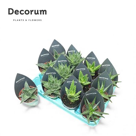 Aloe Mix (4spc.) (decorum)