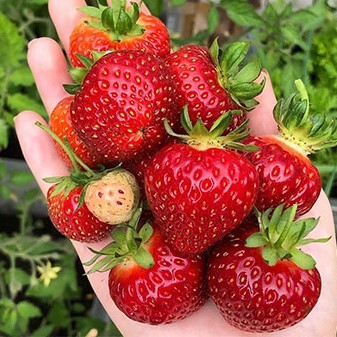 Земляника Соната