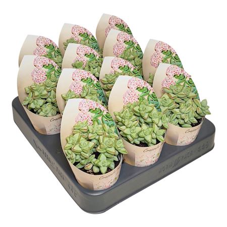 Crassula Rupestris Potcover