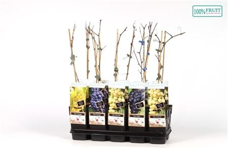 Vitis Vinifera Mix Winterhard