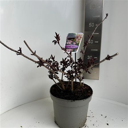 Sambucus Nigra Black Beauty