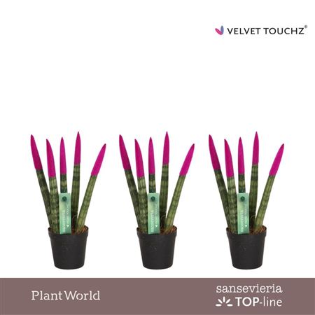 Sansevieria Velvet Touchz Fuchsia