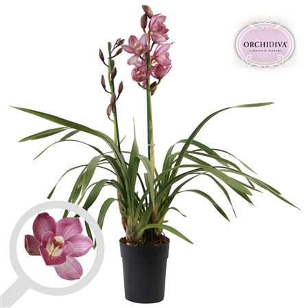 Cymbidium 3st Light Pink