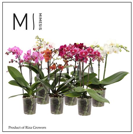 Phal 2st Mix 16+ S(mimesis)