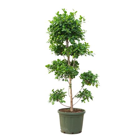 Ficus Microcarpa Moclame Bonsai