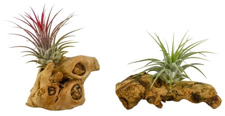 Tillandsia Hout Mini