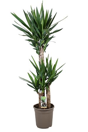 Юкка 90-45-20 - 2+