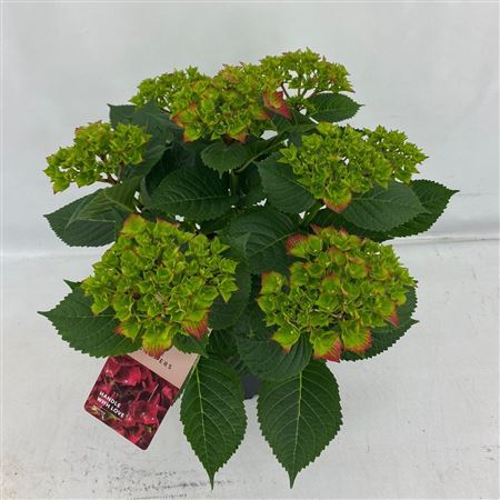 Hydrangea Ma Hi Tornado Red 7+