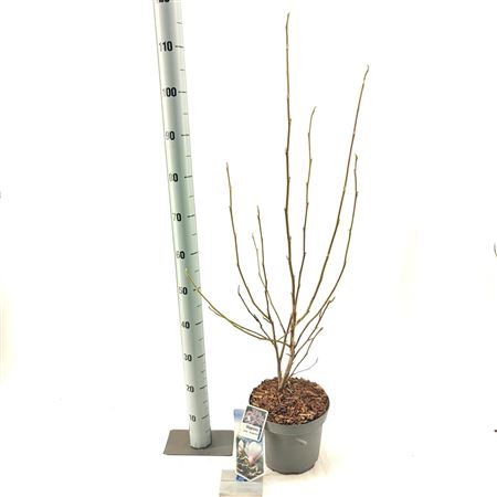 Magnolia Soulangeana Superba