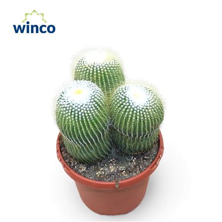 Notocactus Leninghausi Inermis (group)
