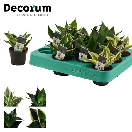 Sansevieria Hahnii Mix (decorum)